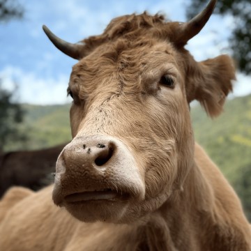 Izaskun - El Vegans Hospitalet